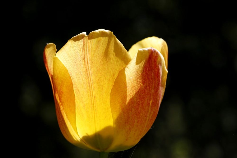 Tulpe