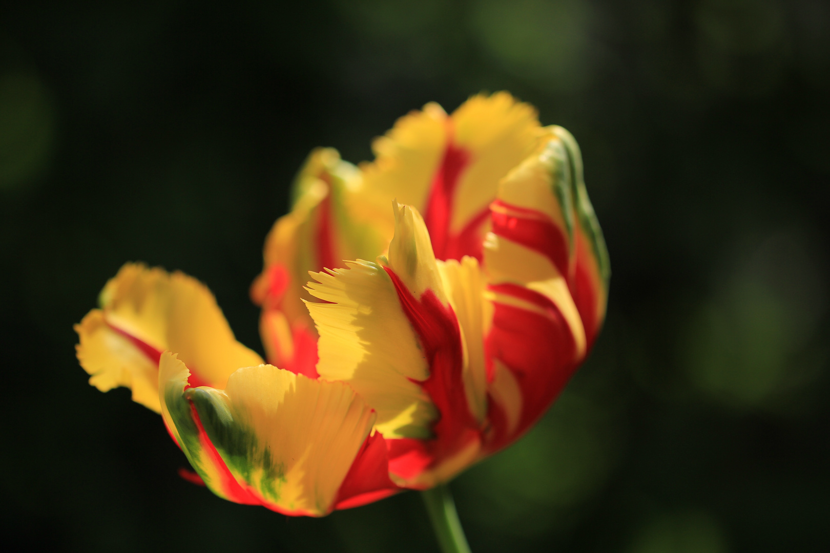 Tulpe