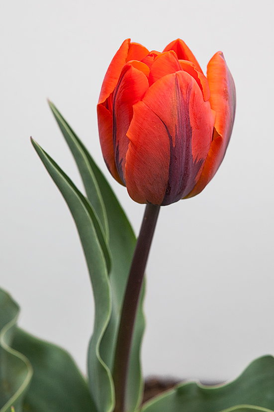 Tulpe