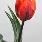 Tulpe