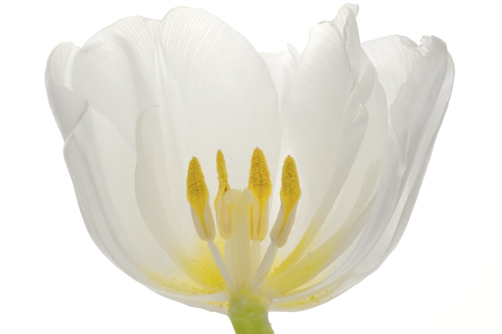 Tulpe