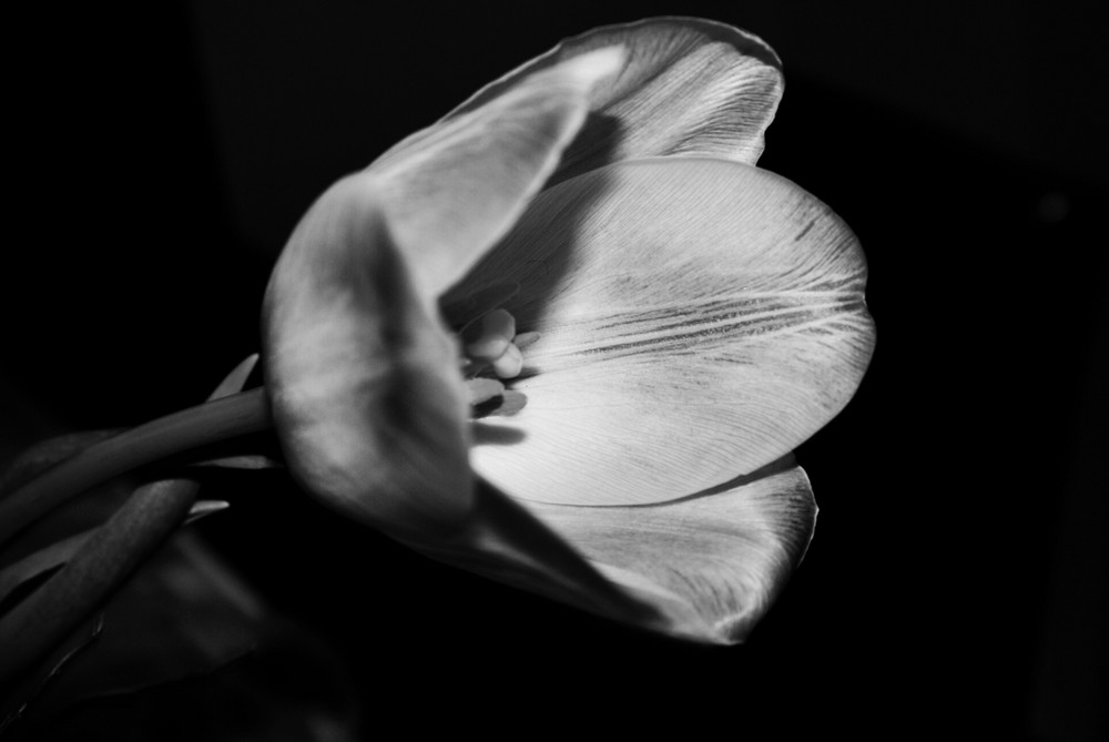 Tulpe