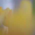 Tulpe