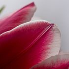 Tulpe