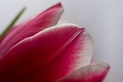 Tulpe