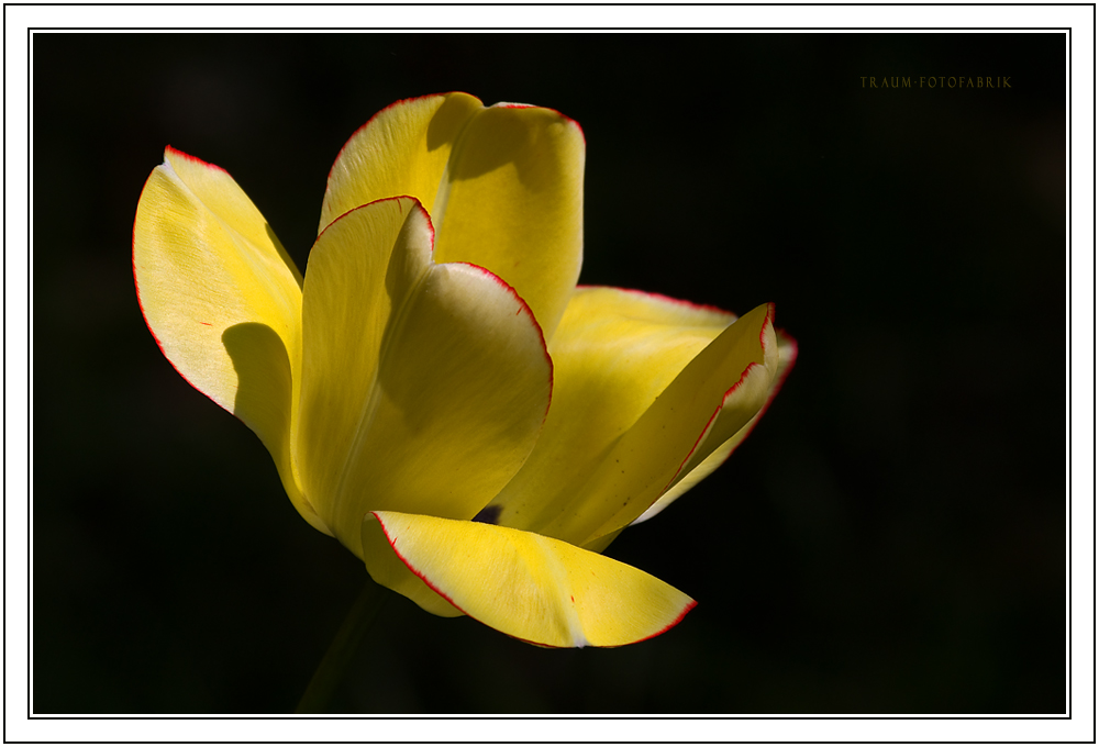 Tulpe