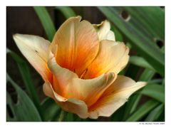 Tulpe