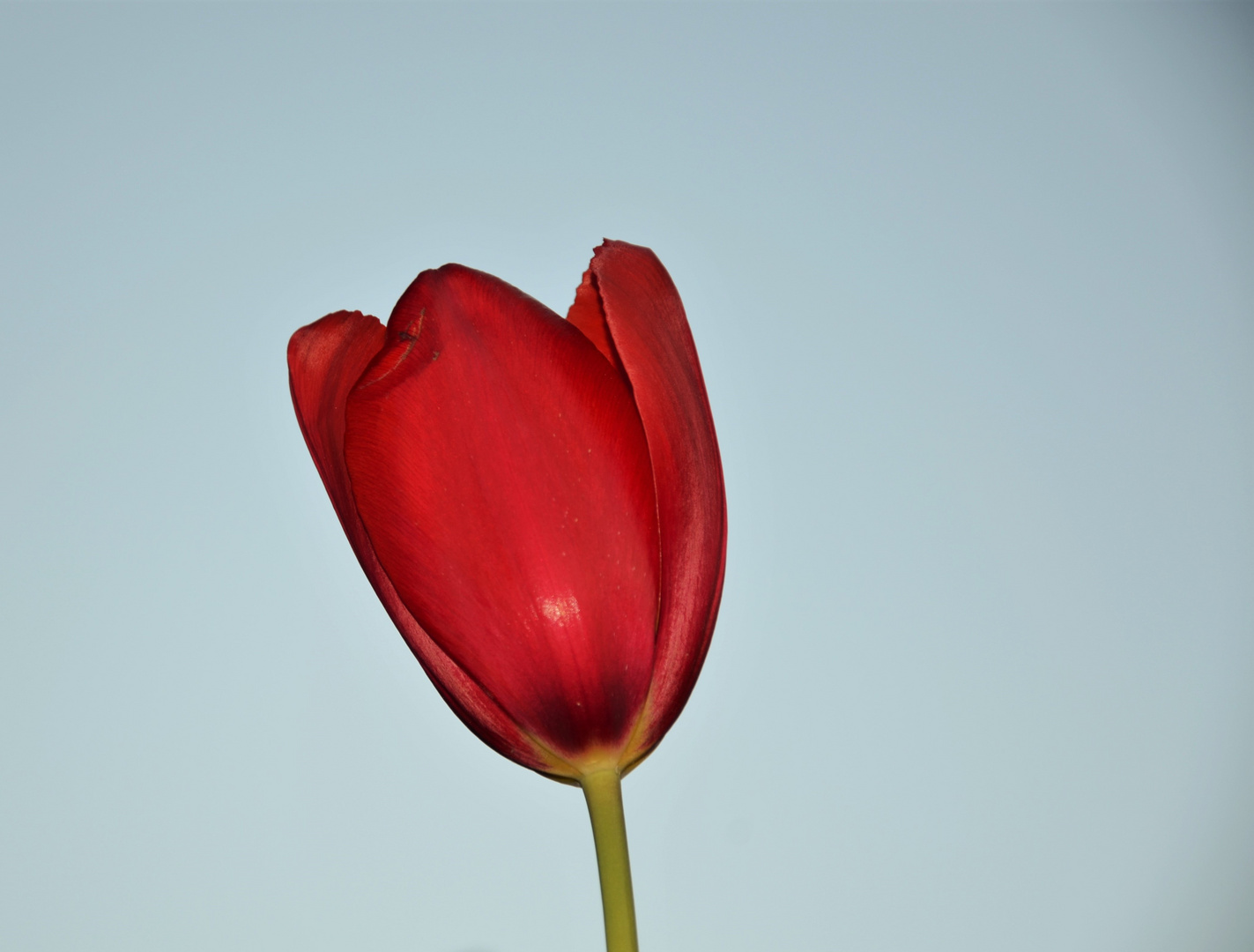 Tulpe