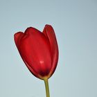 Tulpe