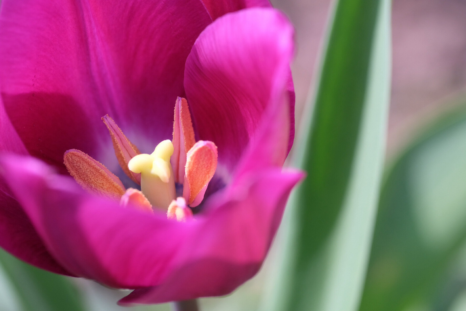 Tulpe....