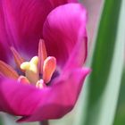 Tulpe....