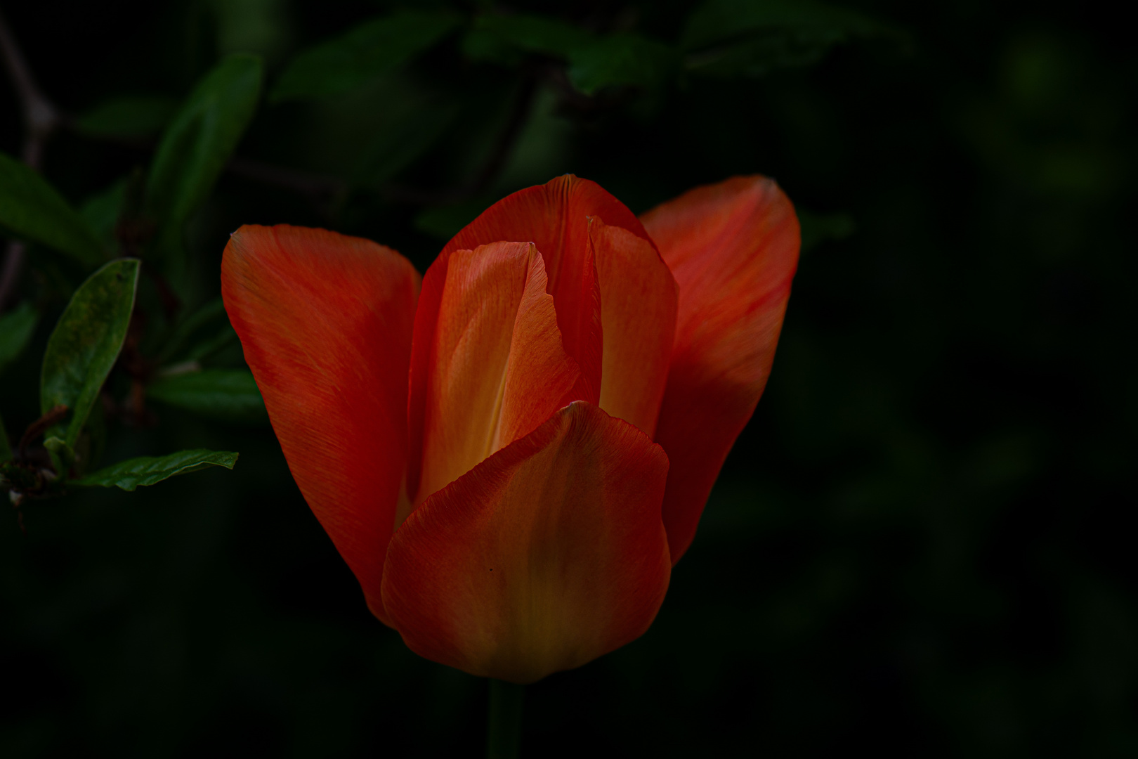 Tulpe