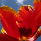 Tulpe