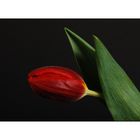 Tulpe