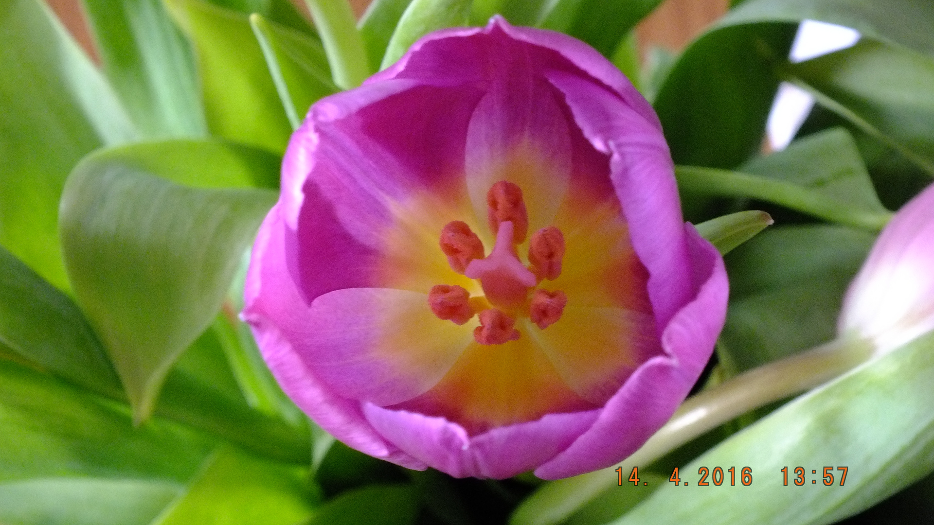 Tulpe