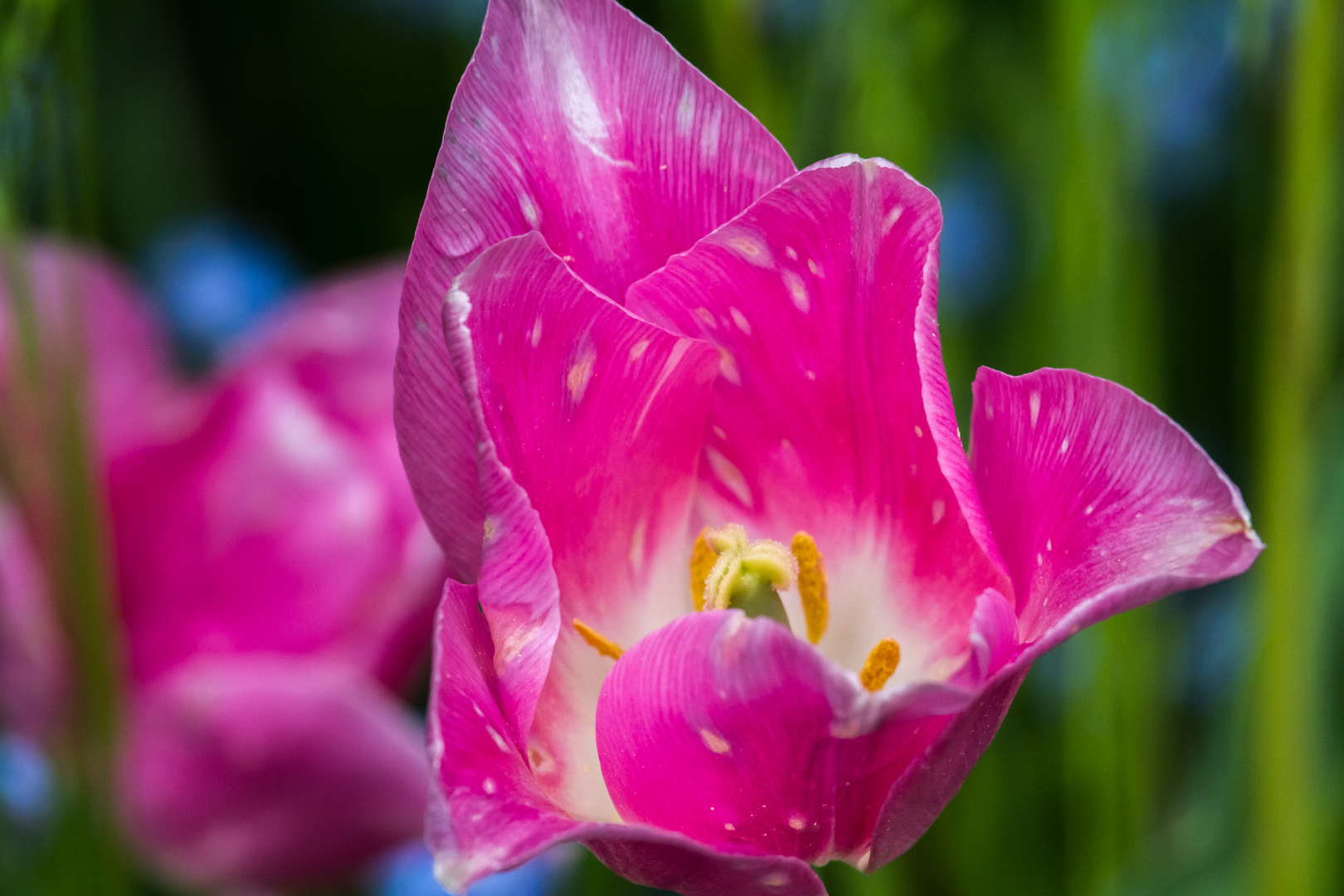 Tulpe