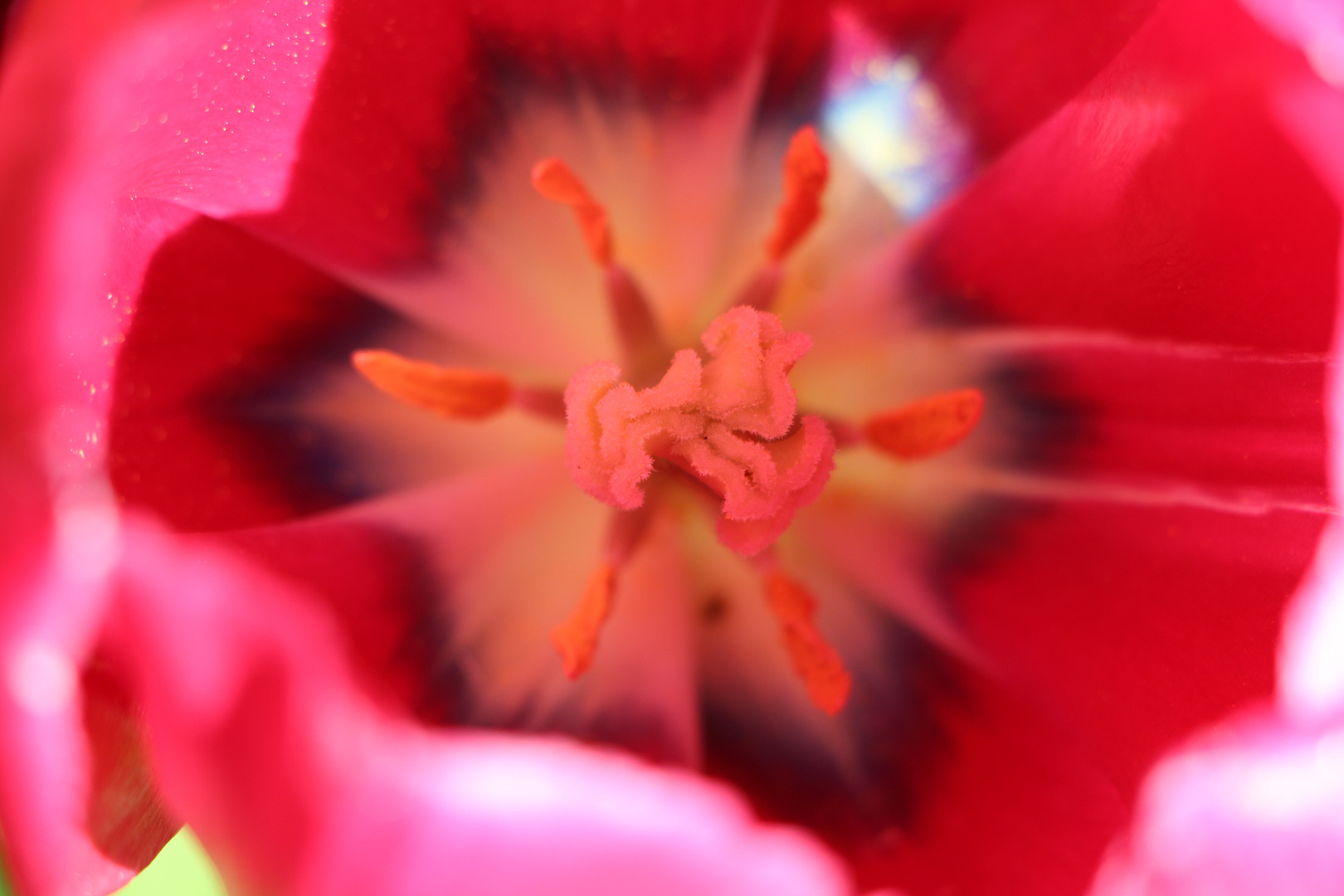 Tulpe