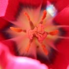 Tulpe