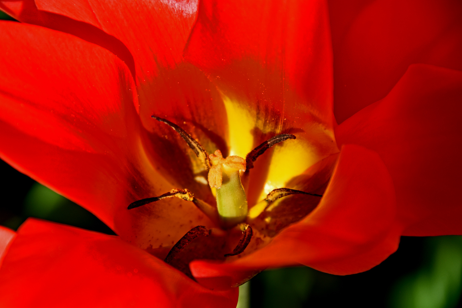 Tulpe