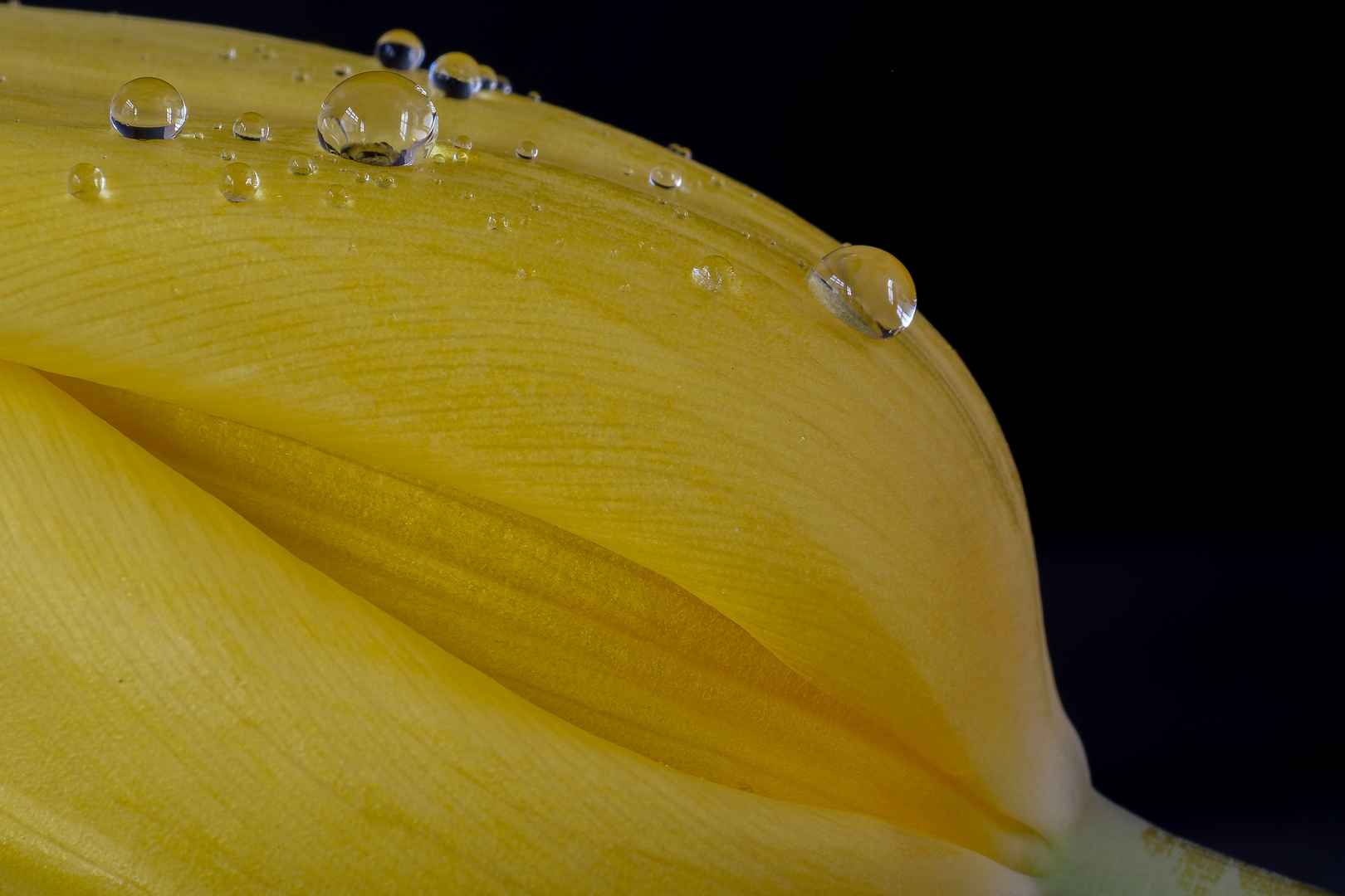 Tulpe