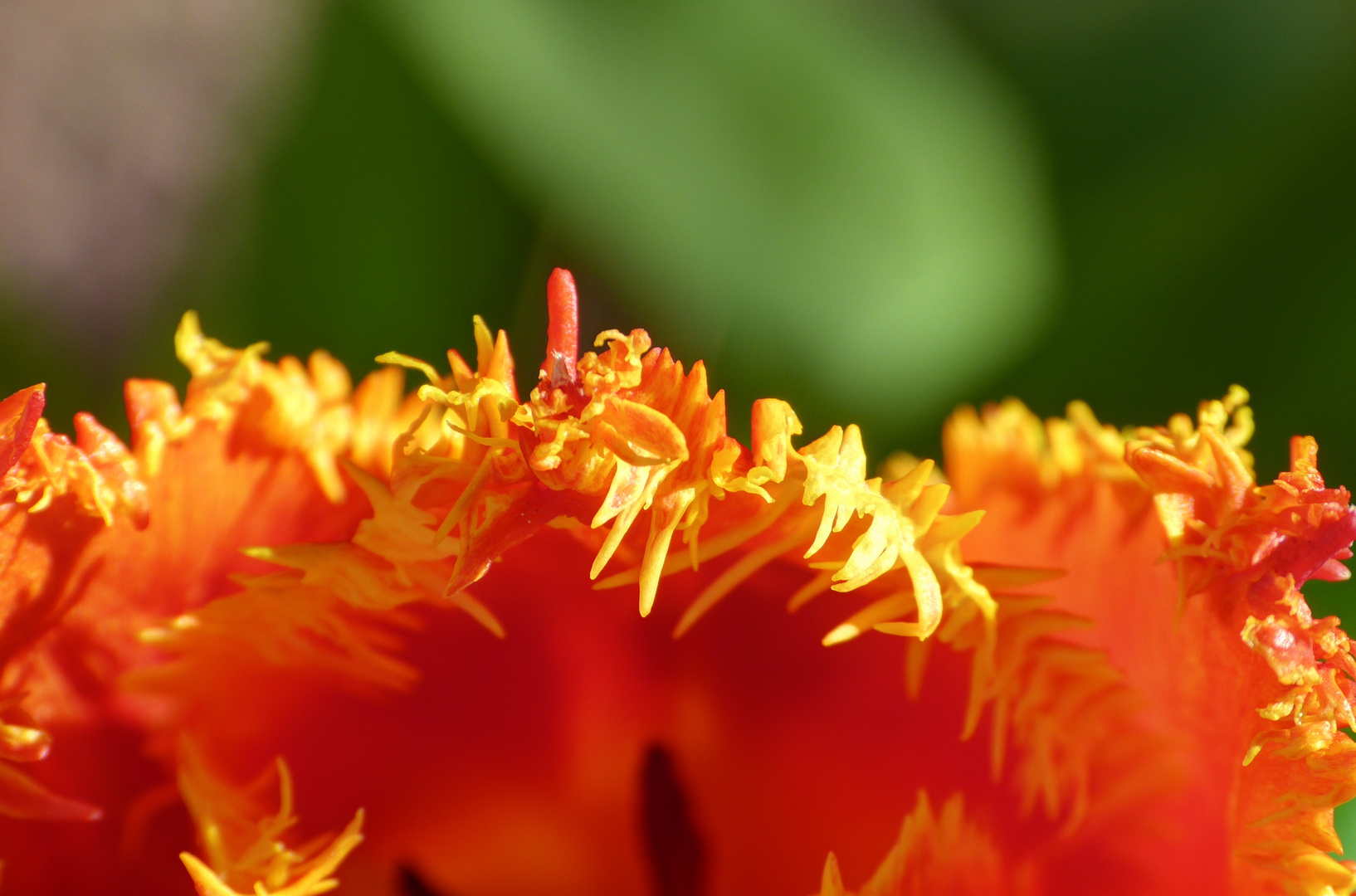 Tulpe (9)_HDR