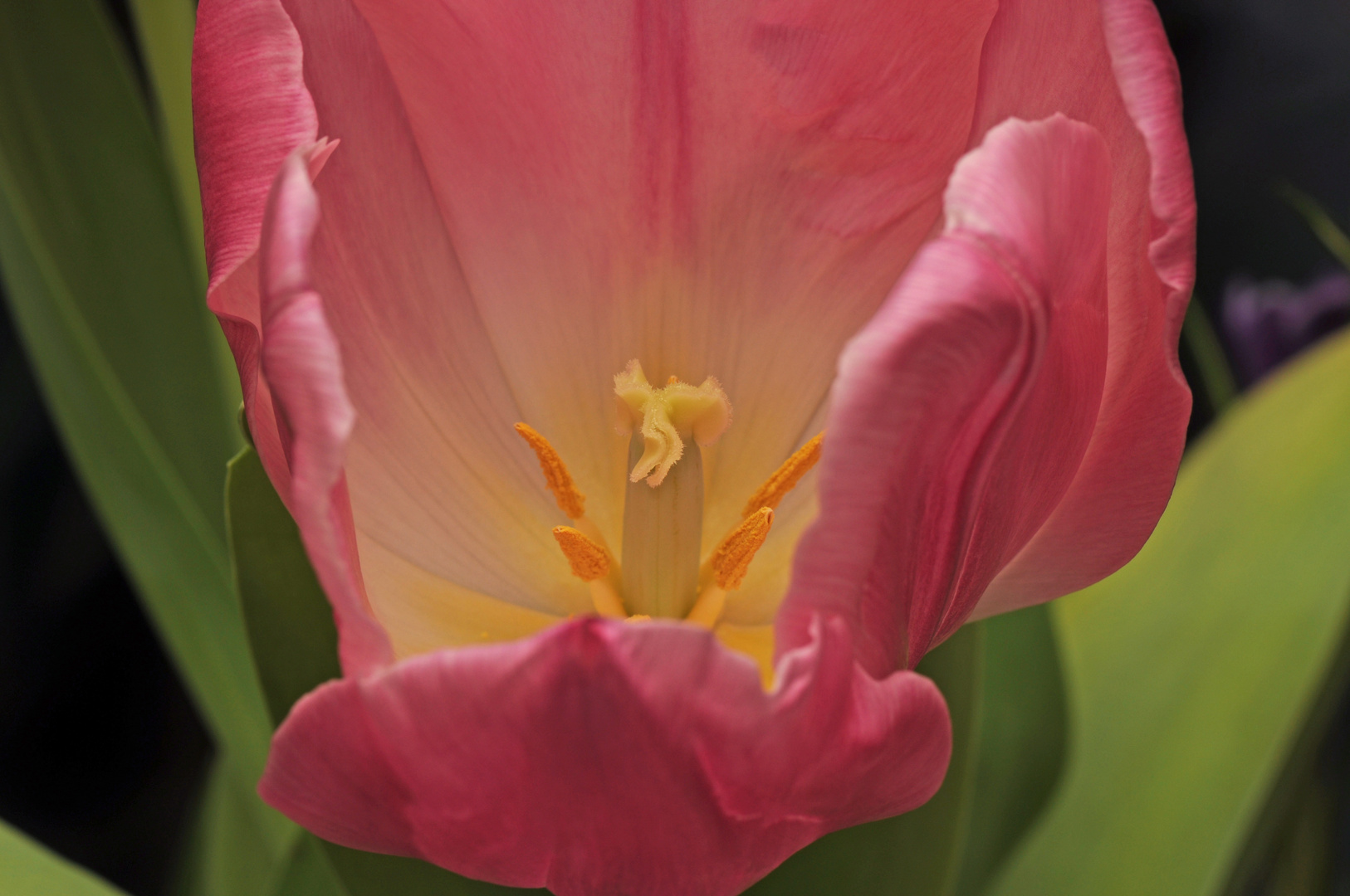 Tulpe