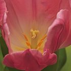 Tulpe