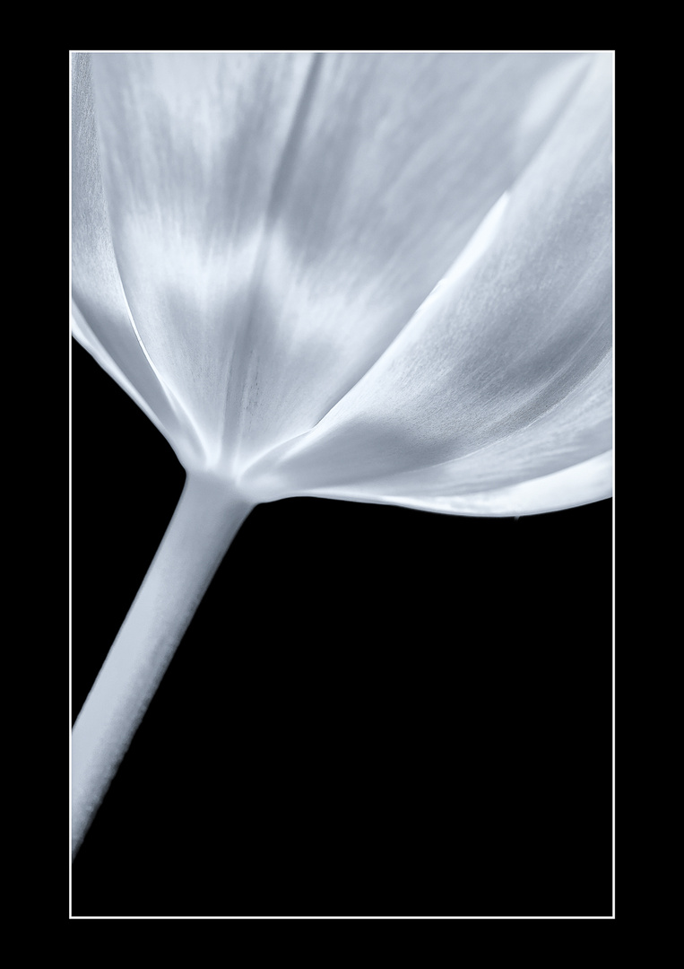 Tulpe