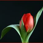 Tulpe