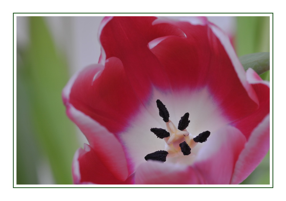 Tulpe