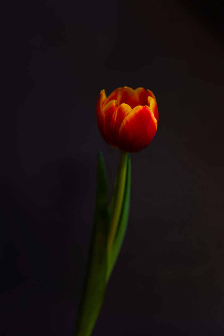 Tulpe