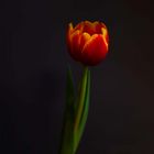 Tulpe