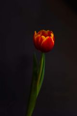 Tulpe