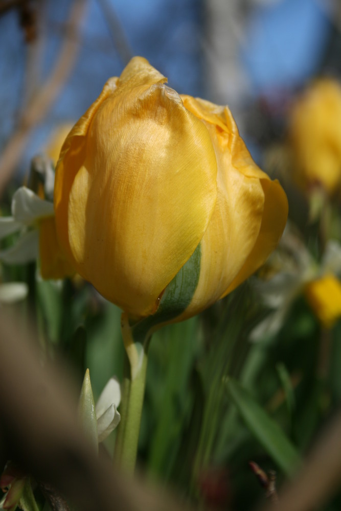 Tulpe