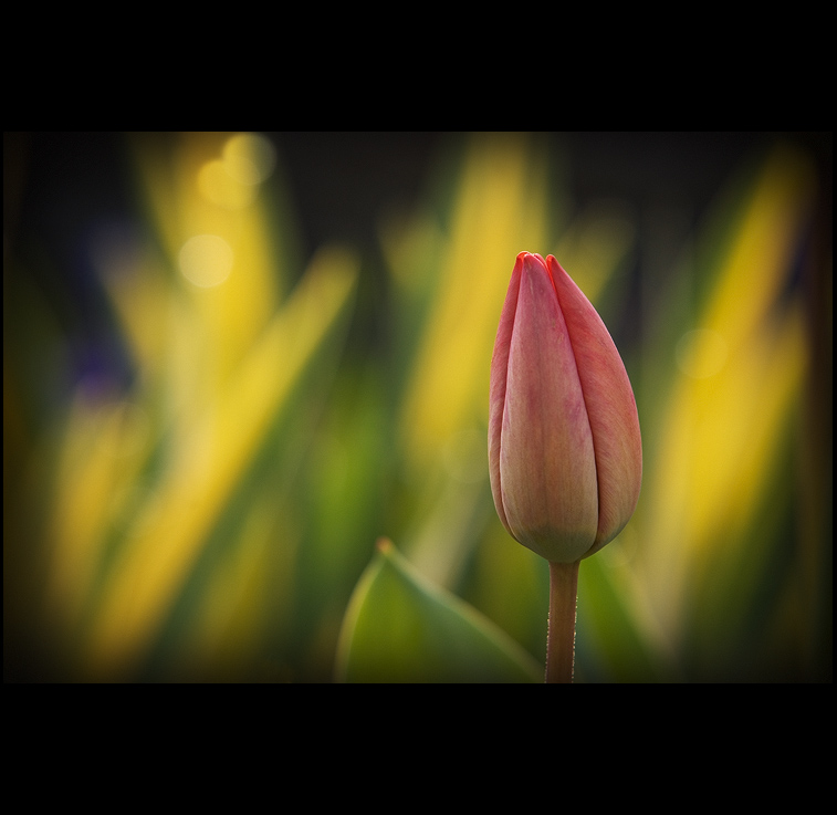 Tulpe