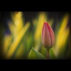 Tulpe