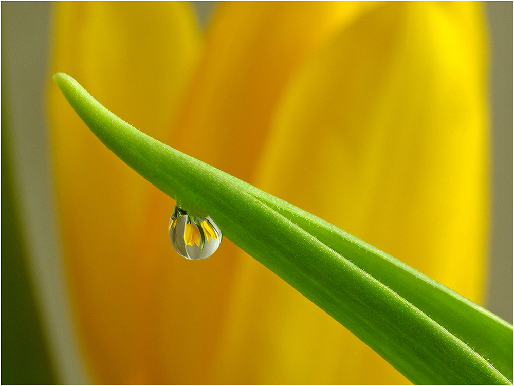 Tulpe von C. Dietl 