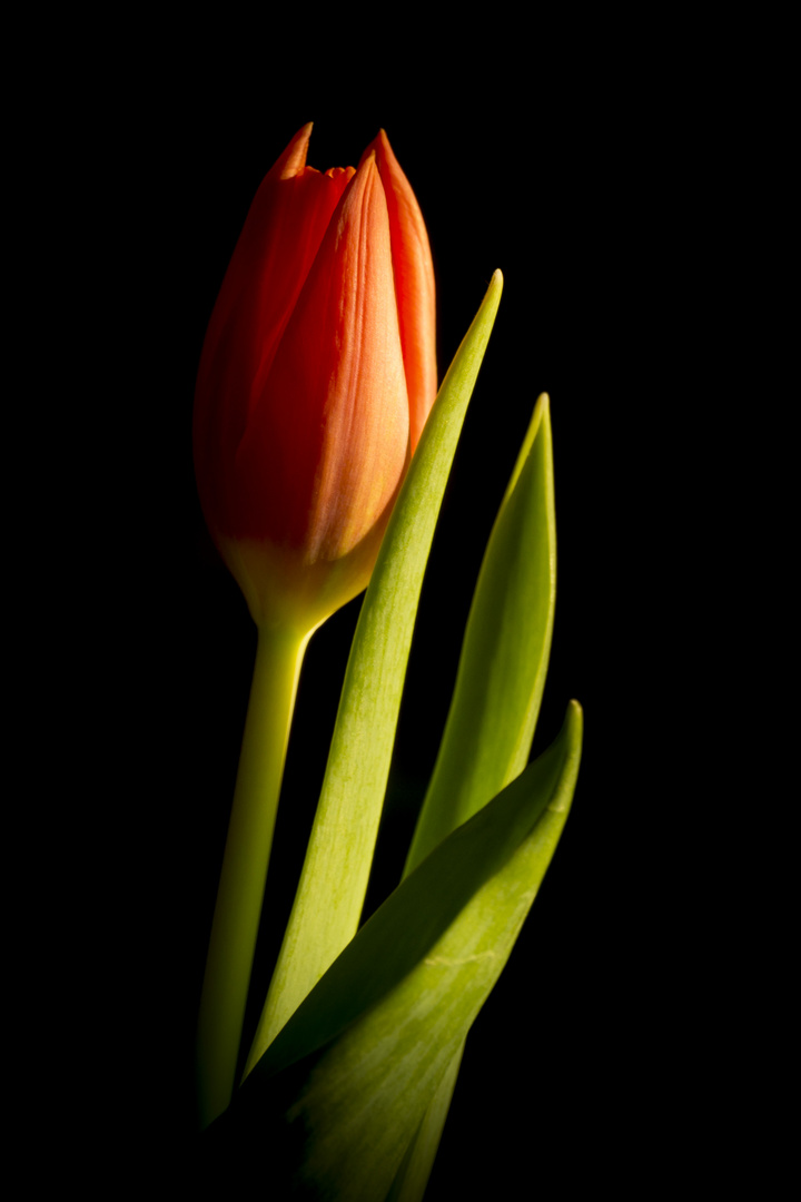 Tulpe