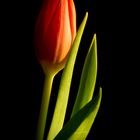 Tulpe