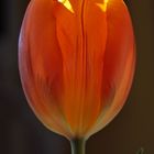 Tulpe