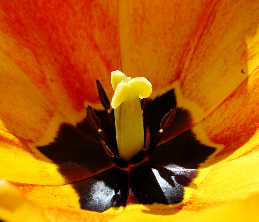 Tulpe