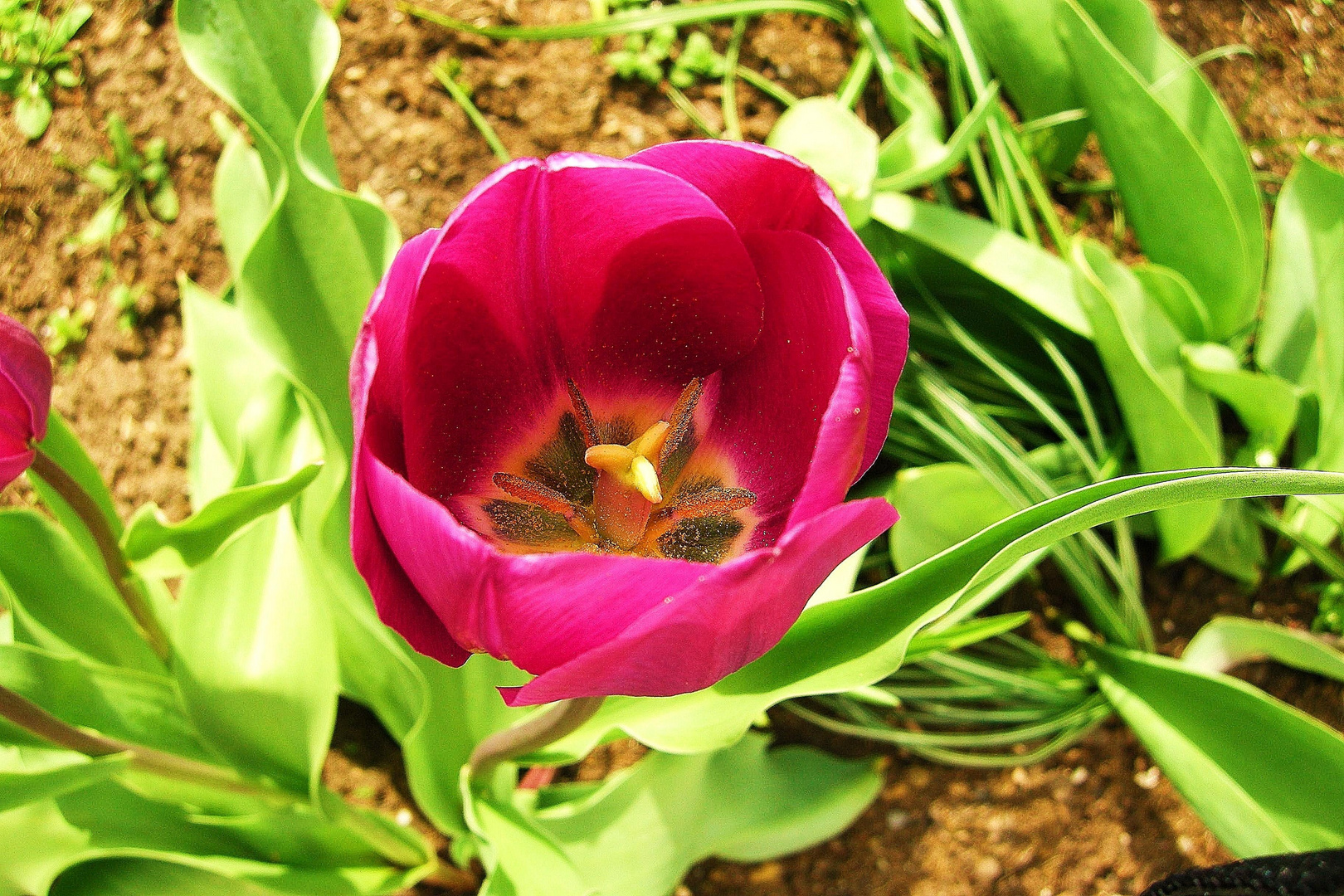 Tulpe