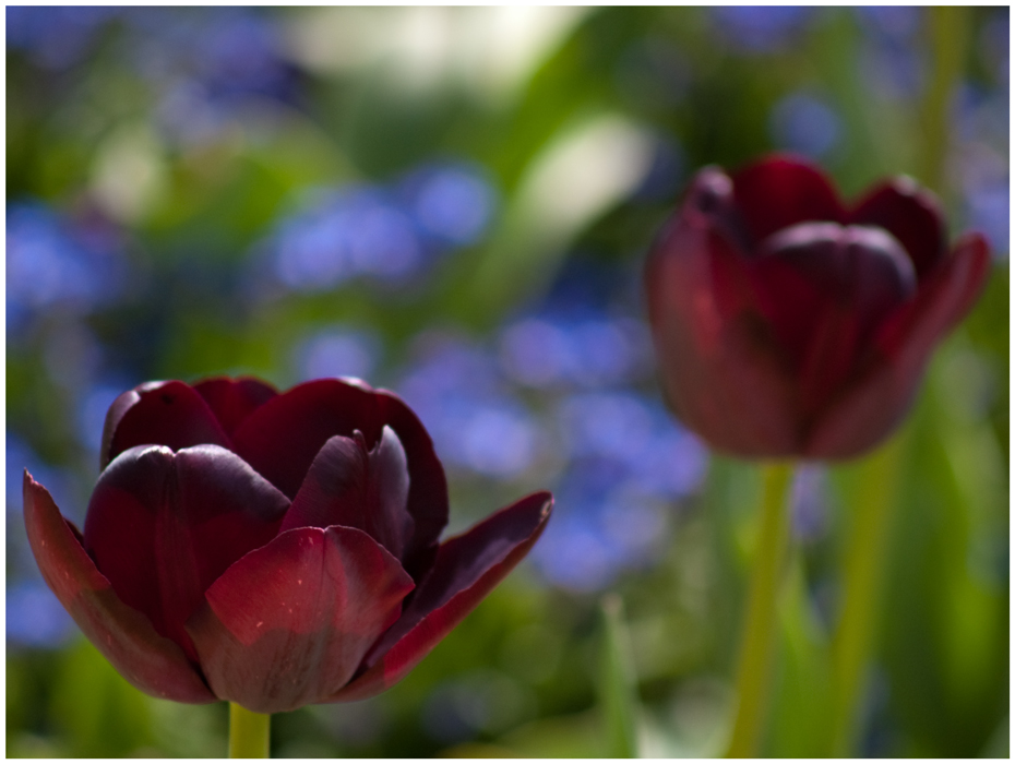 Tulpe von k.be foto 