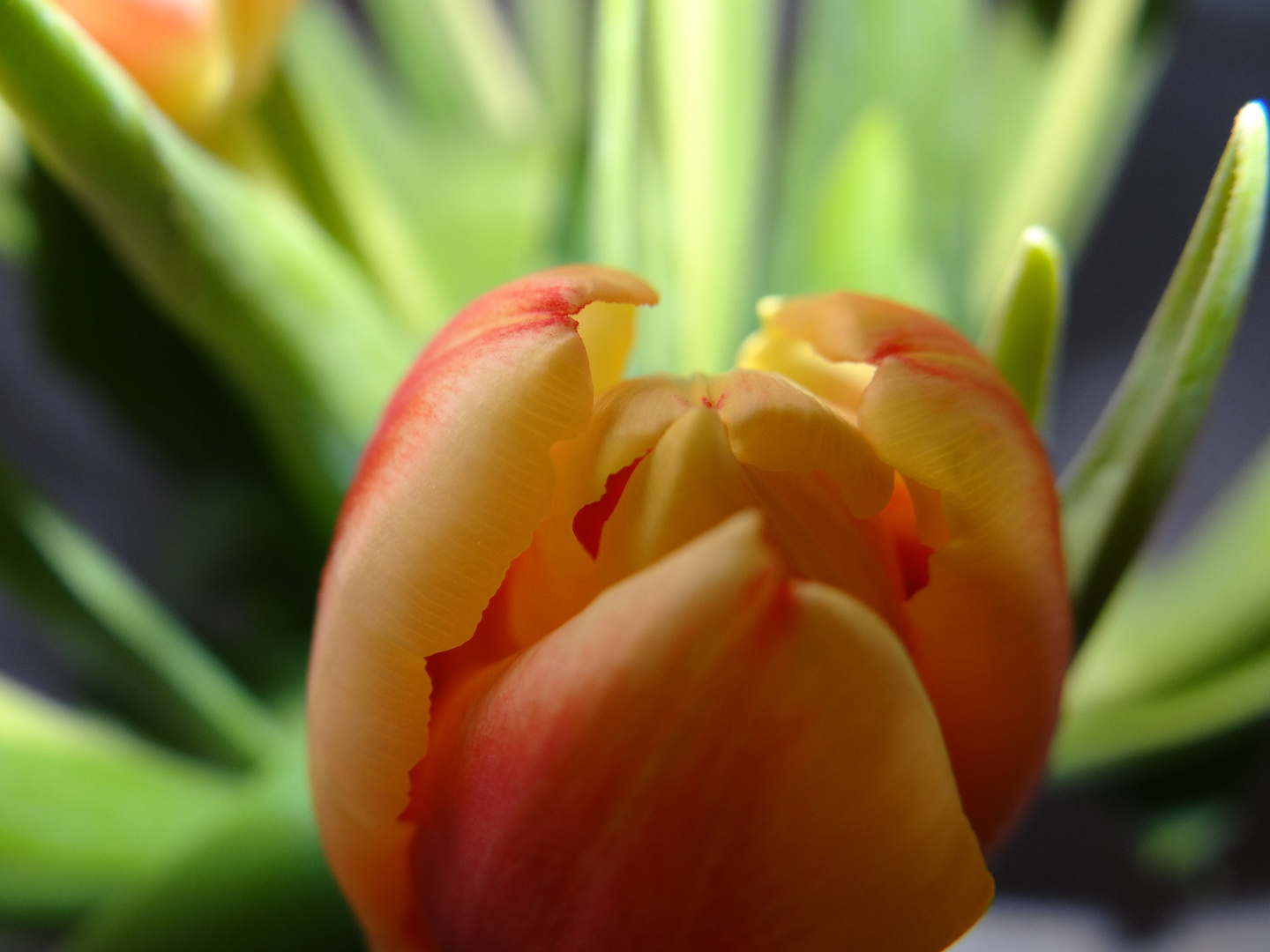 Tulpe