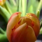 Tulpe