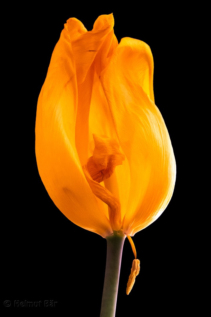 Tulpe