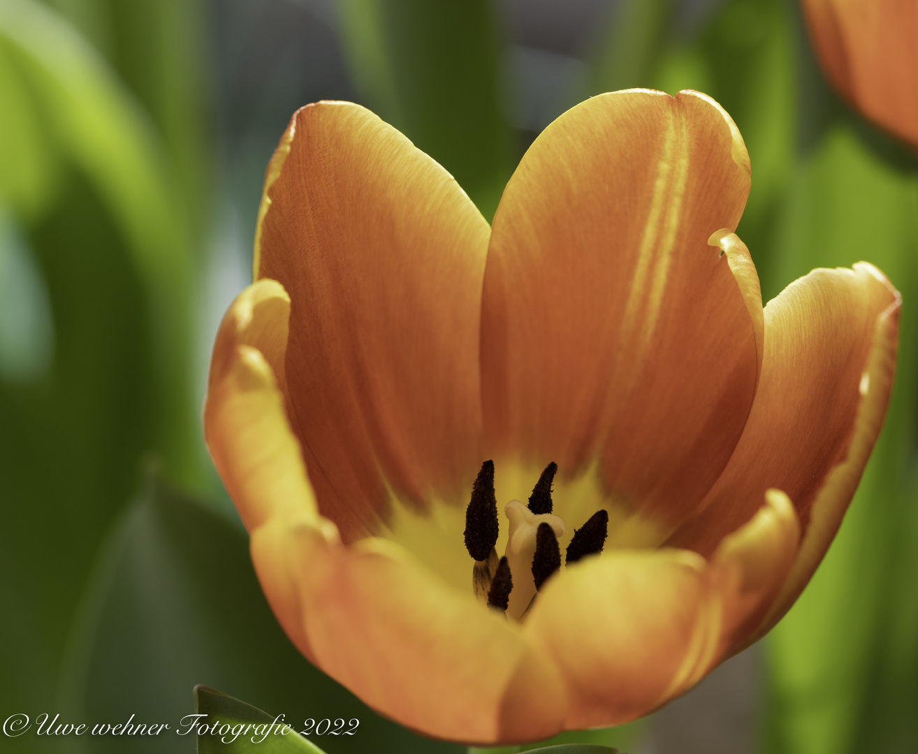 Tulpe