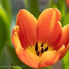 Tulpe