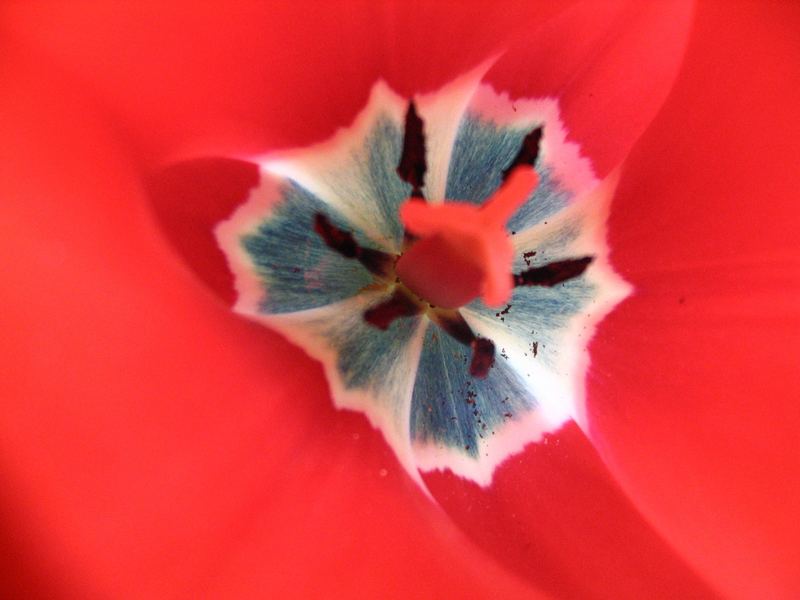 Tulpe