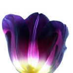 Tulpe